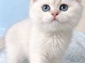 A KALİTE BEBEK 