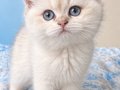 A KALİTE BEBEK 
