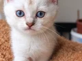 OKYANUS GÖZLÜ KÜÇÜK PRENS SİRİUS