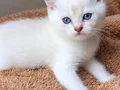 OKYANUS GÖZLÜ KÜÇÜK PRENS SİRİUS
