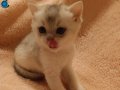 DÜNYA GÜZELİ PRENSES VE PRENSESLER 