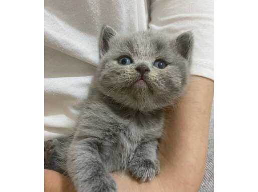 Erkek British Shorthair 