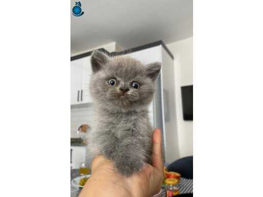 Erkek britsh shorthair