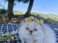Maviş Prenses