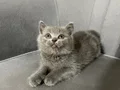 British Shorthair minik panda