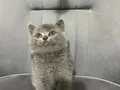 British Shorthair minik panda