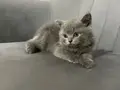 British Shorthair minik panda