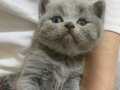 Erkek British Shorthair 
