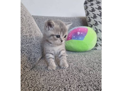 Kedimin yavrusu onu çok sevecek ailesini bekliyoruz 