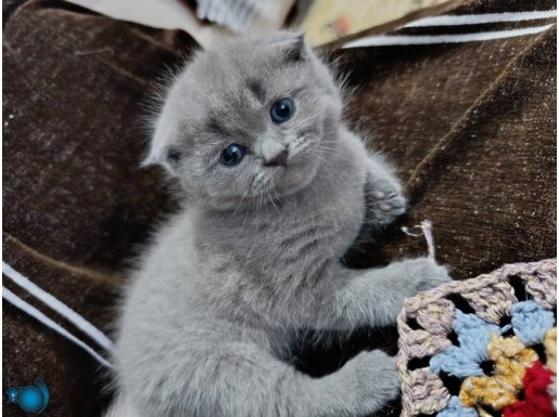 Scottish fold 2 aylık erkek yavru 