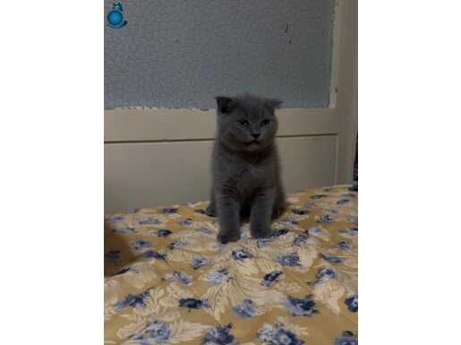 Yavru Gri Erkek Scottish Fold 2 aylık 