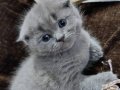 Scottish fold  2 aylık erkek yavru 