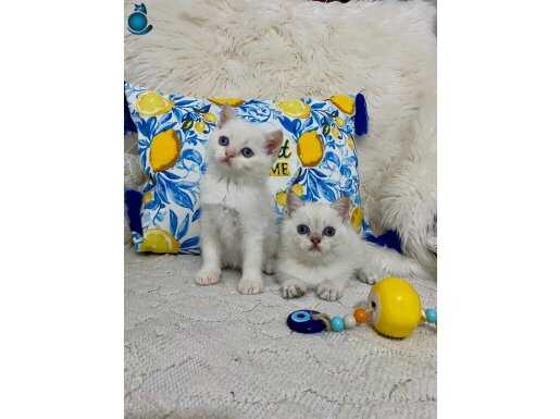 Kaliteli sağlıklı point yavrular 