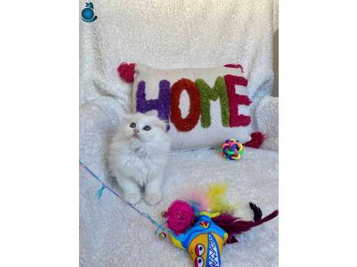 Sağlıklı oyuncu ev ortamından