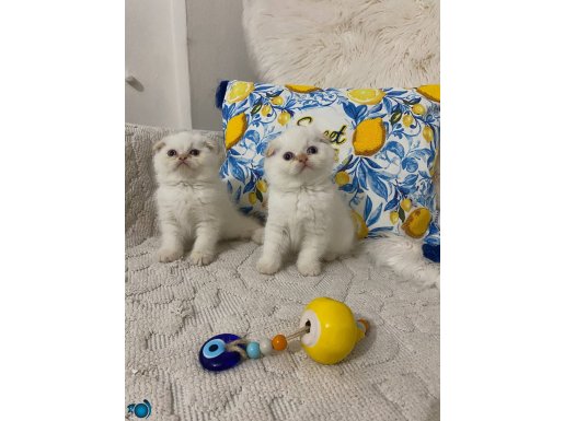 Kaliteli ayı kafa yavrular