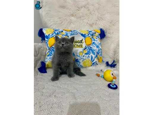 Ayı kafa tospik gri yavrular