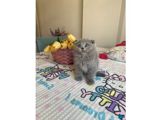 Sağlıklı oyuncu yavrular