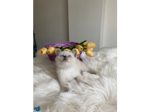Blue point ayı kafa sağlıklı bebekler 
