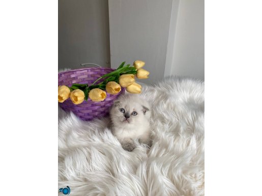 Ayı kafa sağlıklı oyuncu
