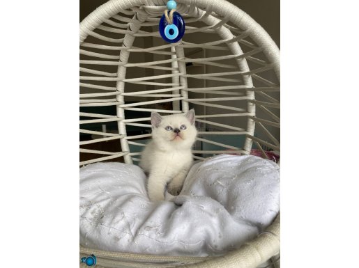 Ayı surat sağlıklı oyuncu yavrular 
