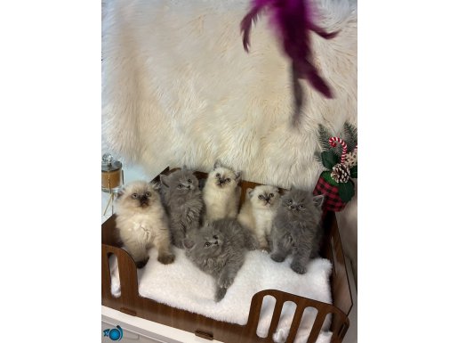 Kaliteli saglıklı ayı kafa bebekler