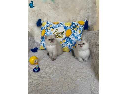 Kaliteli Tospik güzeller 