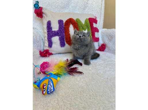 Sağlıklı oyuncu safkan