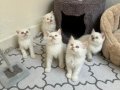 Sağlıklı shorthair ve longhair yavrular