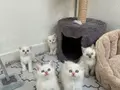 Sağlıklı shorthair ve longhair yavrular