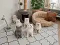 Sağlıklı shorthair ve longhair yavrular