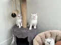 Sağlıklı shorthair ve longhair yavrular