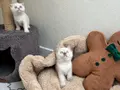 Sağlıklı shorthair ve longhair yavrular
