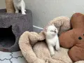 Sağlıklı shorthair ve longhair yavrular