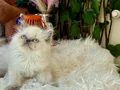 Sağlıklı ev ortamından longhair 