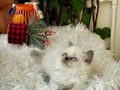 Sağlıklı ev ortamından longhair 