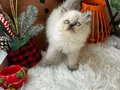 Sağlıklı ev ortamından longhair 