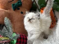 Sağlıklı ev ortamından longhair 