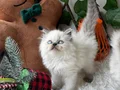 Sağlıklı ev ortamından longhair 