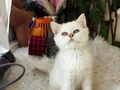 Sağlıklı eğitimli ev ortamından yavrular