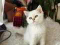 Sağlıklı eğitimli ev ortamından yavrular