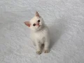 Sağlıklı eğitimli ev ortamından yavrular