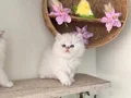 Ayı kafa kaliteli sağlıklı