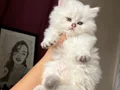 Ayı kafa kaliteli sağlıklı