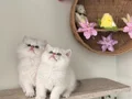 Ayı kafa kaliteli sağlıklı