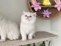 Ayı kafa kaliteli sağlıklı