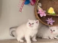 Ayı kafa kaliteli sağlıklı