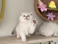 Ayı kafa kaliteli sağlıklı