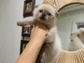 Ayı kafa kaliteli sağlıklı