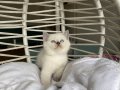 Ayı surat sağlıklı oyuncu yavrular 