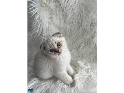 safkan blue point bebekler